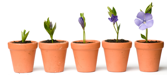 Peranan dan Jenis Pot dalam Merawat Tanaman