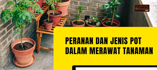 Peranan dan Jenis Pot dalam Merawat Tanaman